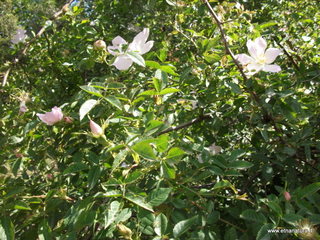 anobello-26-05-2013 09-49-46